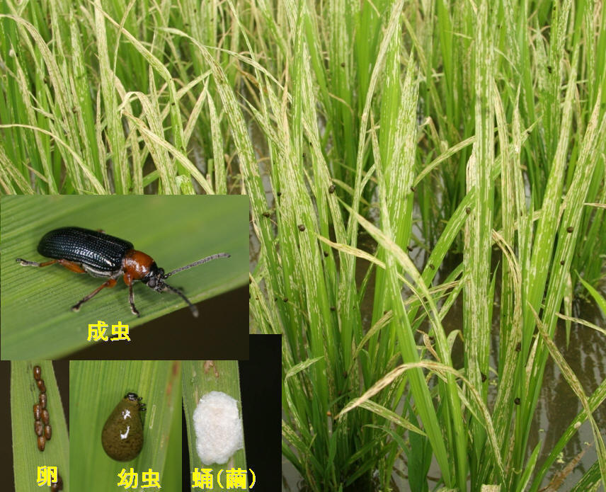 平成23年度に特に注意を要する病害虫