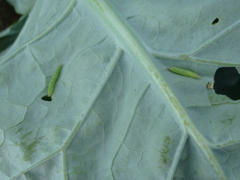 平成29年度に特に注意を要する病害虫 平成29年度に特に注意を要する病害虫