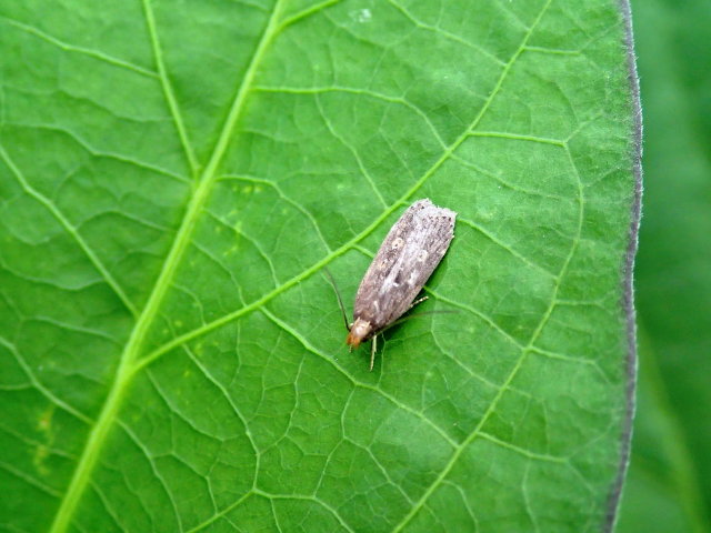イモキバガ成虫（高田）